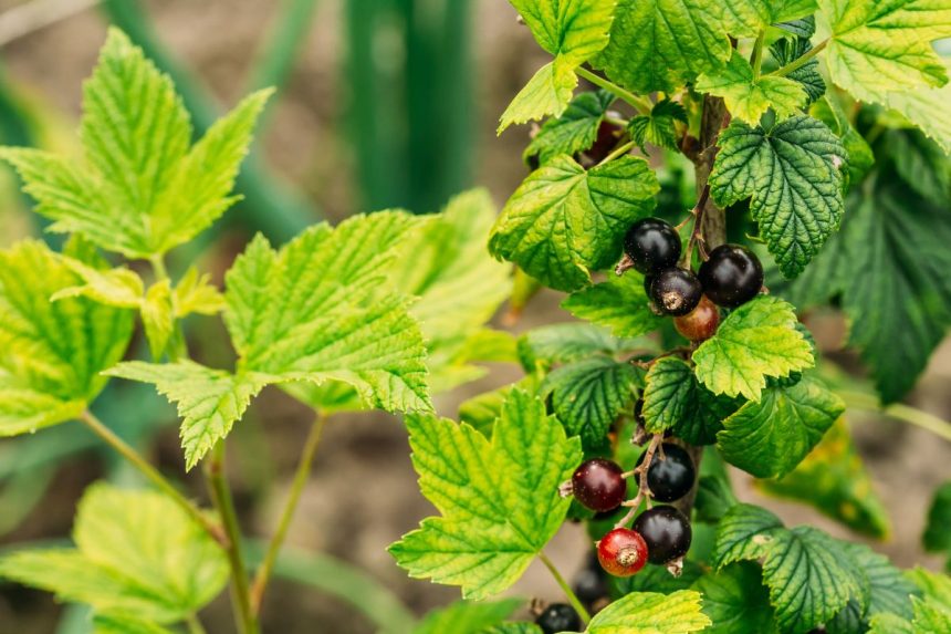 Kaip bulvių atliekomis tręšti serbentus, kad užaugtų didelės uogos?