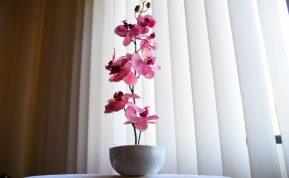 Kaip dauginti orchidėją?