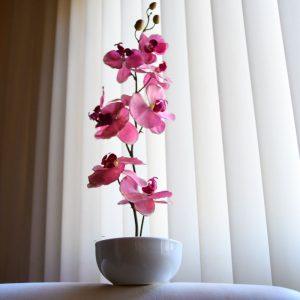 Kaip dauginti orchidėją?