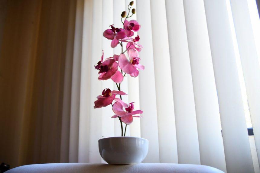 Kaip dauginti orchidėją?