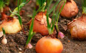 Kaip ir kada prieš žiemą sodinti svogūnus