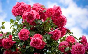 Kaip kovoti su amarais ant rožių: senamadiškas kovos būdas