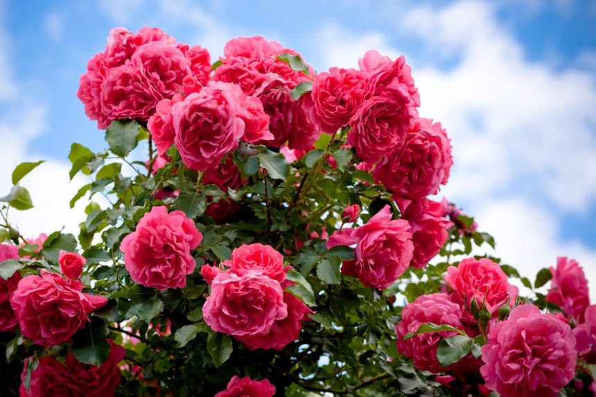 Kaip kovoti su amarais ant rožių: senamadiškas kovos būdas