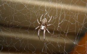 Kaip natūraliai atbaidyti vabzdžius ir vorus: paprasti triukai iš virtuvės