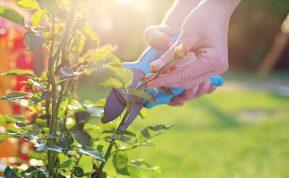kaip paprastai įšaknyti rožes