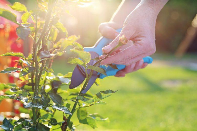 kaip paprastai įšaknyti rožes