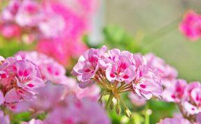 Kaip persodinti pelargonijas rudenį, kad jos be perstojo žydėtų?