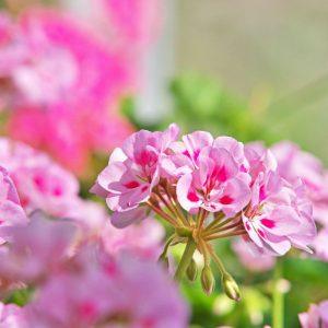 Kaip persodinti pelargonijas rudenį, kad jos be perstojo žydėtų?