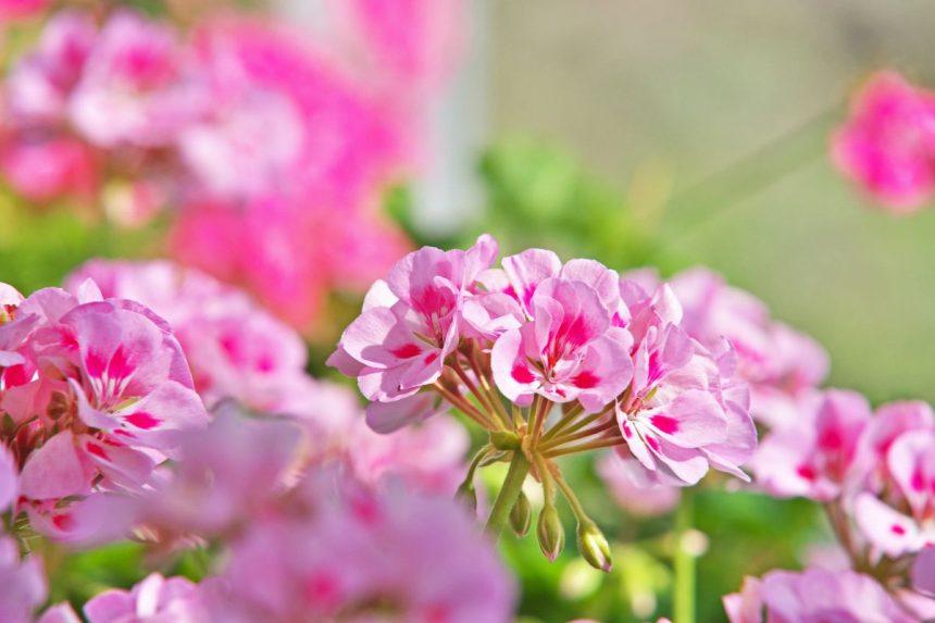 Kaip persodinti pelargonijas rudenį, kad jos be perstojo žydėtų?