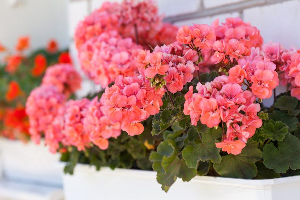 Kaip persodinti pelargonijas rudenį, kad jos be perstojo žydėtų? Kodėl pelargonijas reikia persodinti?