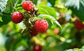 Kaip prižiūrėti rudenines avietes rugsėjį: patarimai gausiam derliui