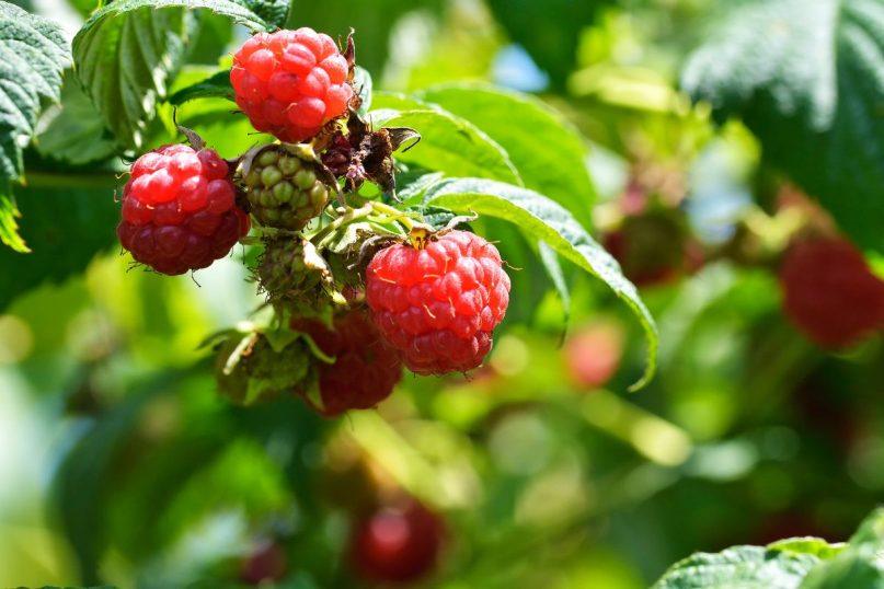 Kaip prižiūrėti rudenines avietes rugsėjį: patarimai gausiam derliui