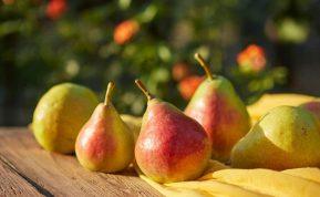 Kaip taisyklingai laikyti kriaušes ilgalaikiam sandėliavimui