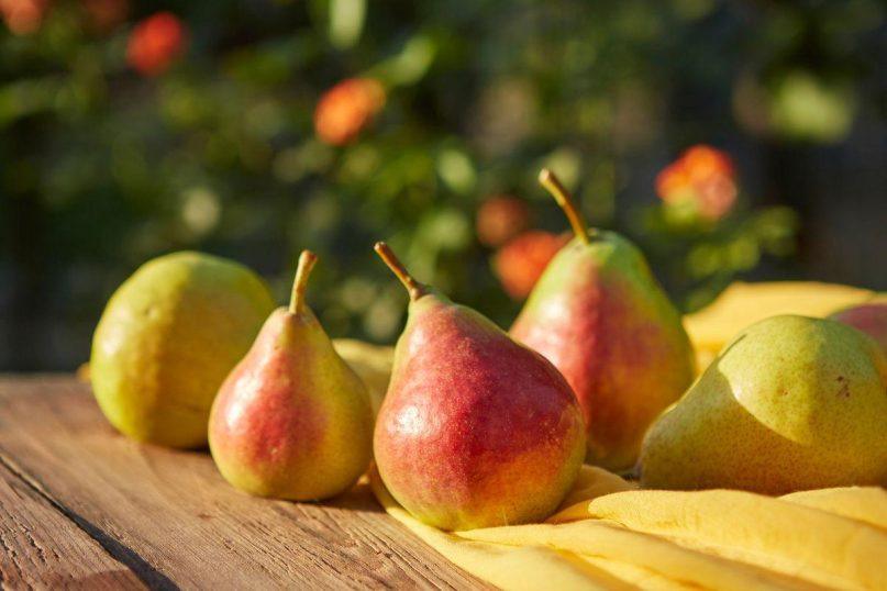 Kaip taisyklingai laikyti kriaušes ilgalaikiam sandėliavimui