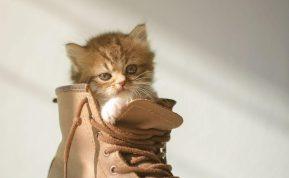 Katė glaustosi prie jūsų batų? Atsakymas kodėl – gali nustebinti