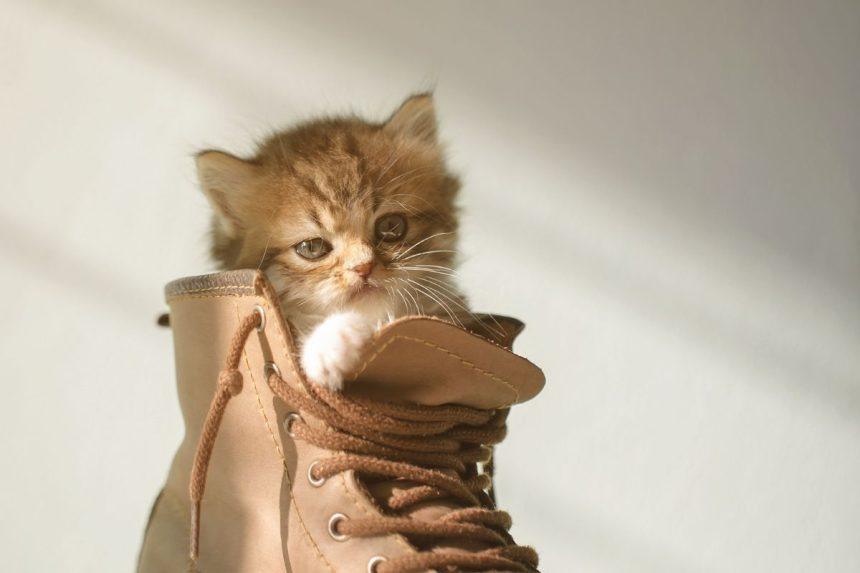 Katė glaustosi prie jūsų batų? Atsakymas kodėl – gali nustebinti