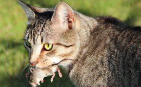 Kodėl katės atneša sumedžiotą grobį savo šeimininkui?