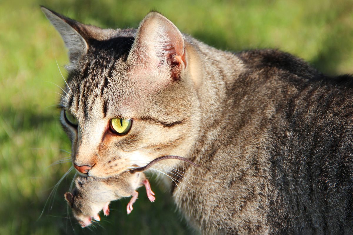 Kodėl katės atneša sumedžiotą grobį savo šeimininkui?