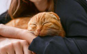 Kodėl katė priekinėmis letenomis mėgsta minkyti šeimininko pilvą?