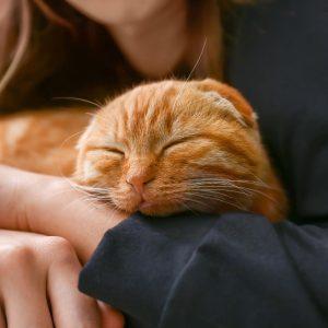 Kodėl katė priekinėmis letenomis mėgsta minkyti šeimininko pilvą?
