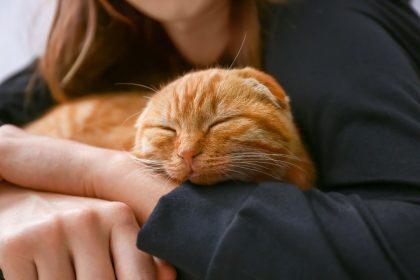 Kodėl katė priekinėmis letenomis mėgsta minkyti šeimininko pilvą?
