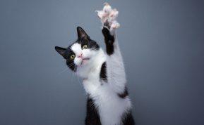 Kodėl katės puola jūsų kojas? 6 pagrindinės priežastys