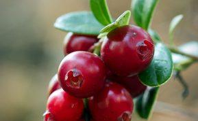 Kodėl tie, kas valgo spanguoles, neserga: 9 šių uogų supersavybės