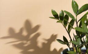 Kurie kambariniai augalai suteikia kiekvienam Zodiako ženklui energijos?