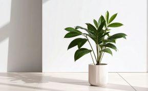 Laistydama pinigų medį į vandenį įmetu 1 tabletę