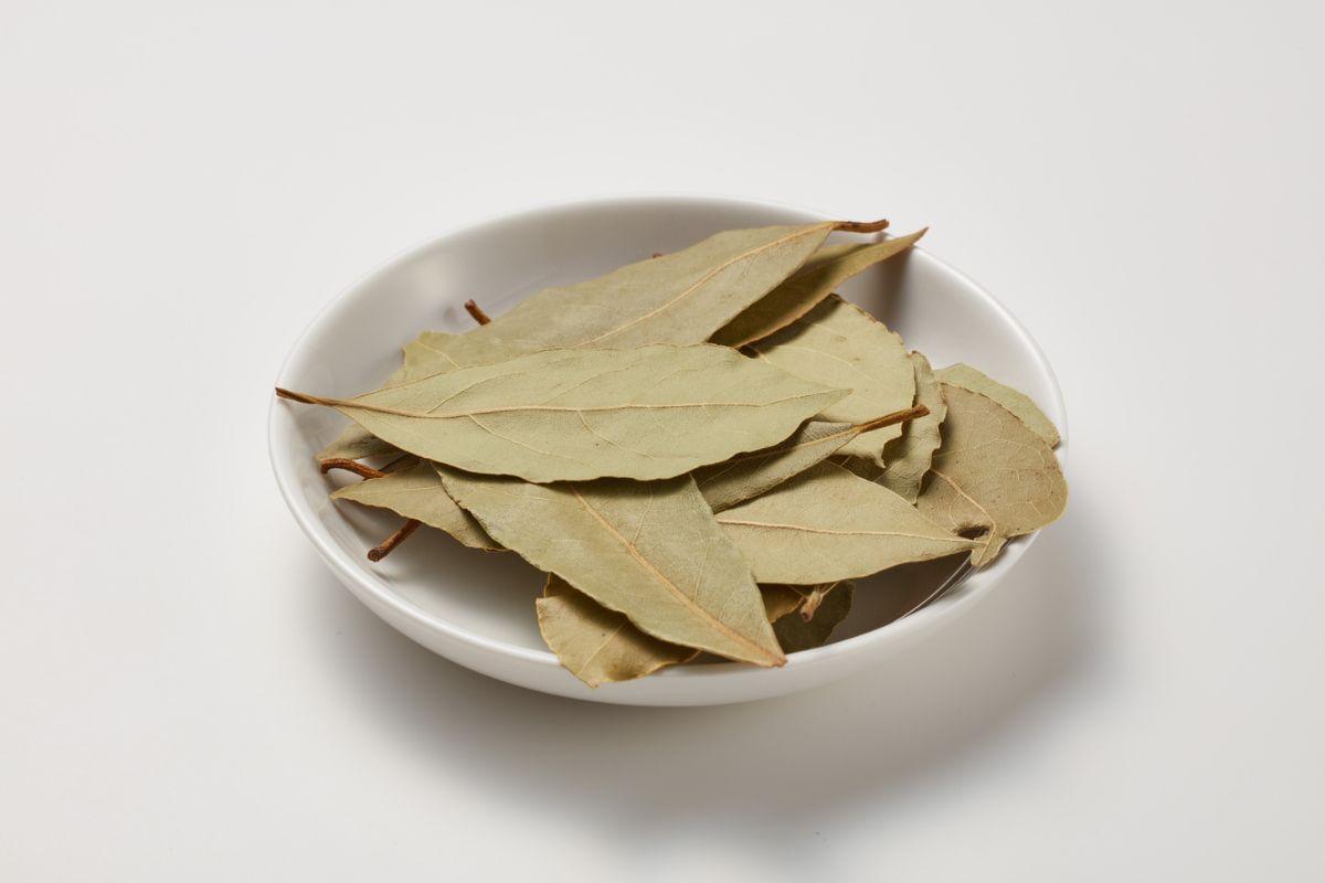 Lauro lapai