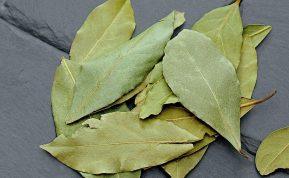 Lauro lapai ant radiatoriaus