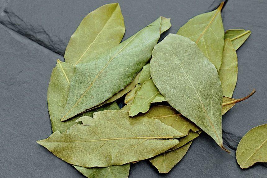 Lauro lapai ant radiatoriaus