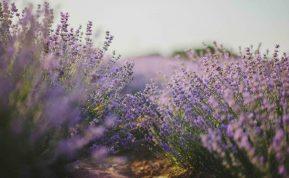 Levandos - kaip atgaivinti seną krūmą ir pasodinti kelis naujus rudenį