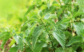 Natūrali priemonė iš dilgėlių, kurią naudinga turėti kiekvienuose namuose!