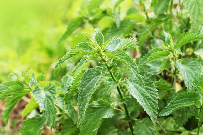 Natūrali priemonė iš dilgėlių, kurią naudinga turėti kiekvienuose namuose!