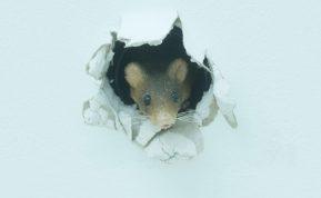 Natūralūs būdai atsikratyti pelių iš savo namų. Verta išbandyti!