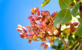 Norite užsiauginti pistacijų? Jums pravers šie patarimai