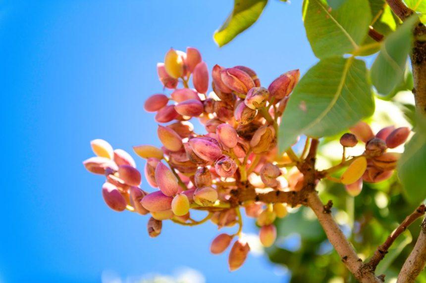 Norite užsiauginti pistacijų? Jums pravers šie patarimai