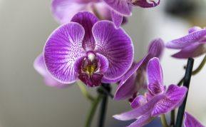 1 puodelis per mėnesį ir mano orchidėja žydi ištisus metus!