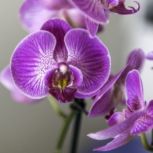 1 puodelis per mėnesį ir mano orchidėja žydi ištisus metus!