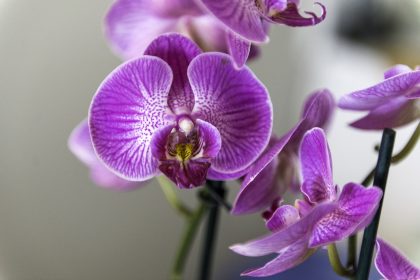 1 puodelis per mėnesį ir mano orchidėja žydi ištisus metus!