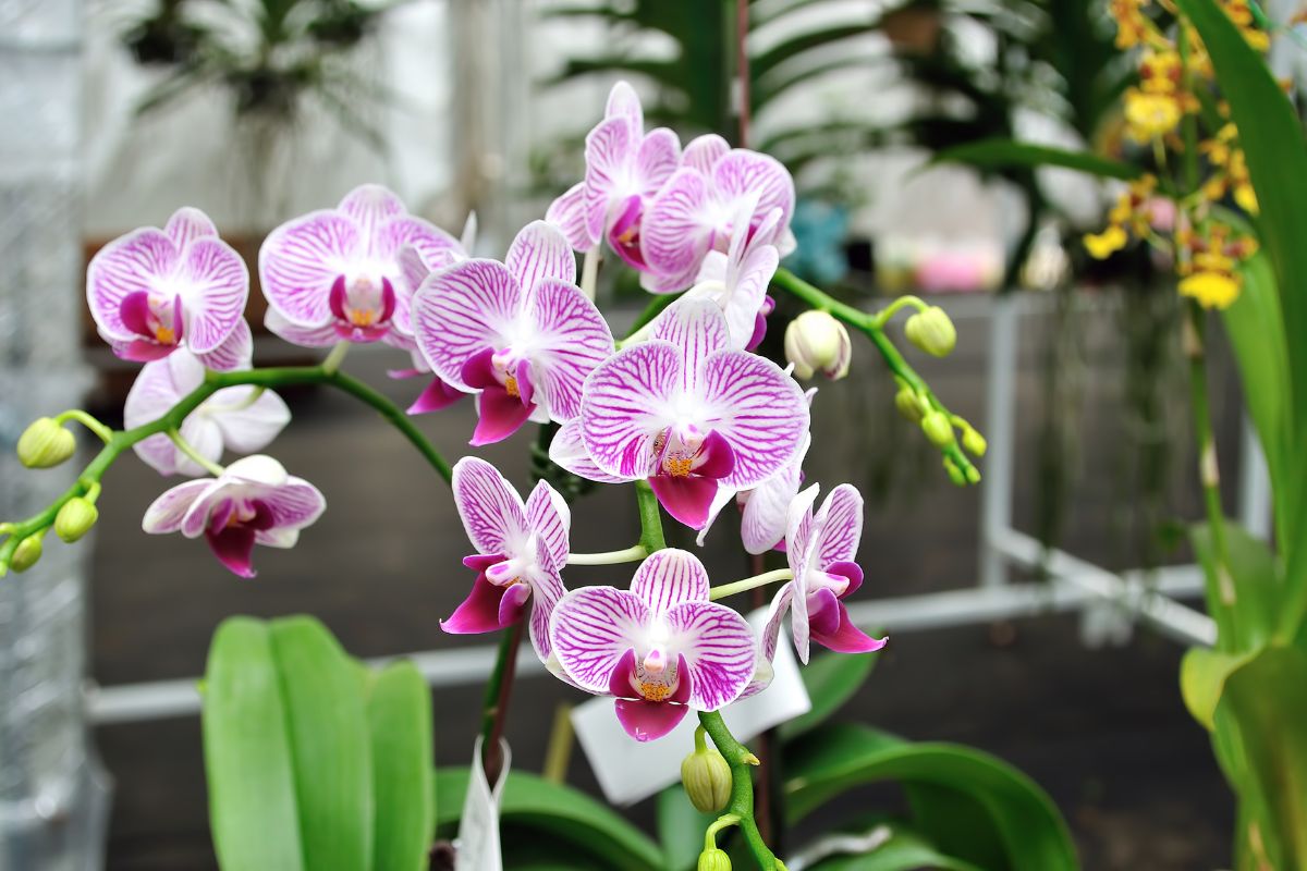 Orchidėja pasipuoš gražiais žiedais
