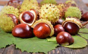 Prisirinkite kaštonų: iš jų galėsite pasigaminti priemonę nuo egzemos ar sąnarių skausmo