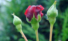 Unikalus rožių dauginimo būdas