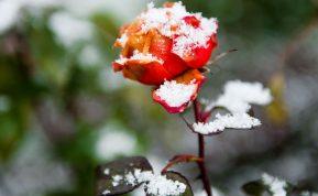 Kaip paruošti rožes žiemai: genėjimas, tręšimas ir apsauga