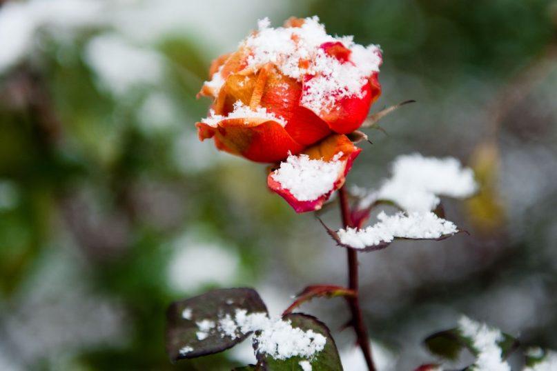 Kaip paruošti rožes žiemai: genėjimas, tręšimas ir apsauga