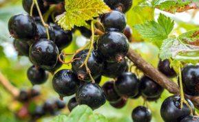 Rudeninis serbentų tręšimas