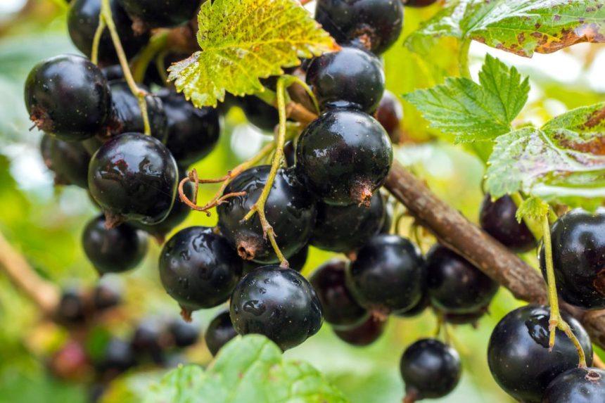 Rudeninis serbentų tręšimas