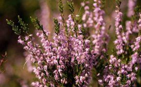 Mano sodas ištisus metus išlieka spalvingas: sodinu žiemą žydinčius augalus