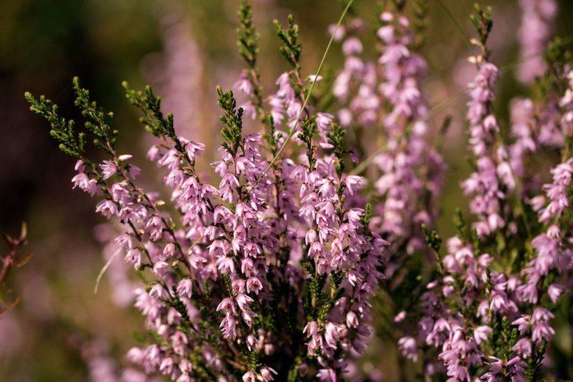 Mano sodas ištisus metus išlieka spalvingas: sodinu žiemą žydinčius augalus